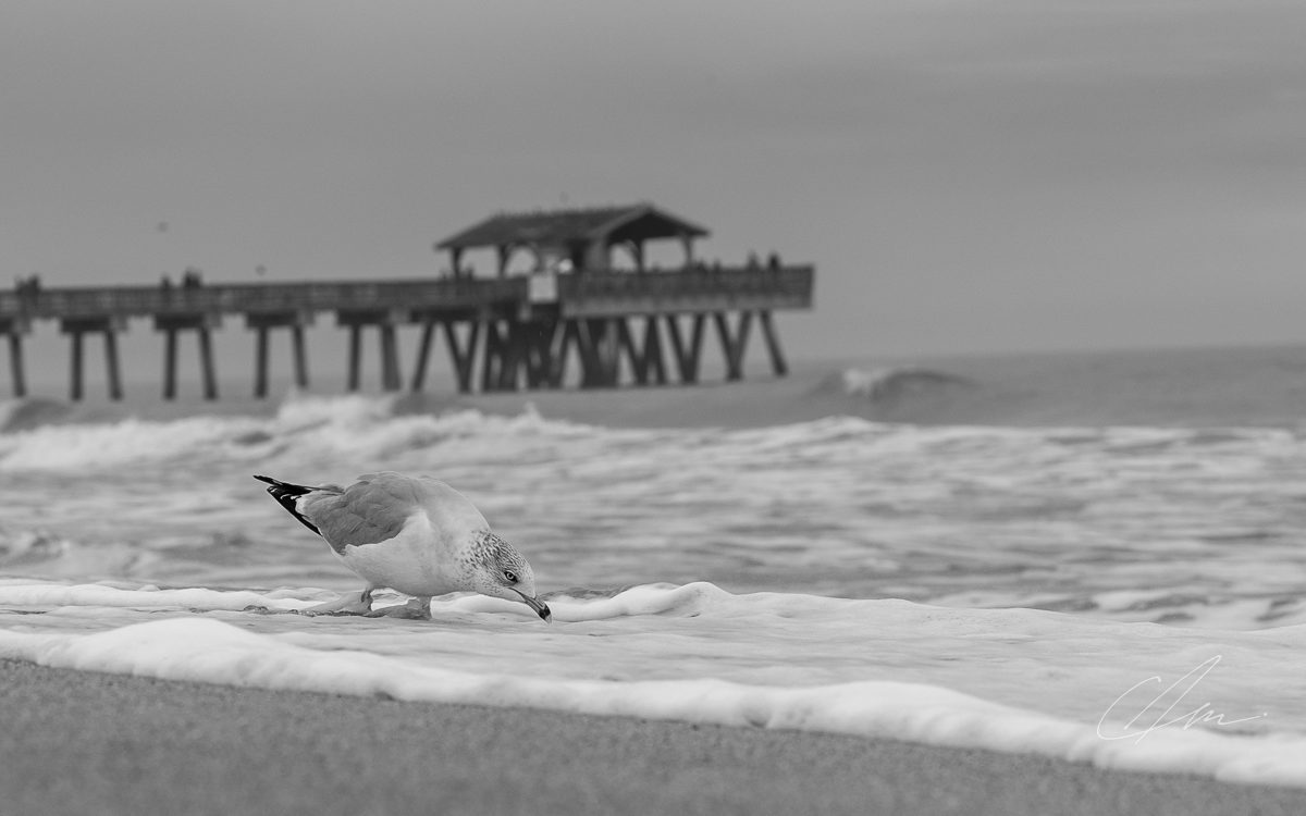 Black & White 004