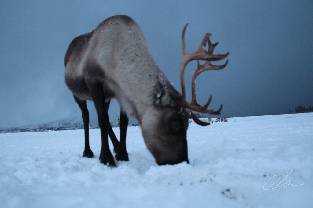 Lapland 032