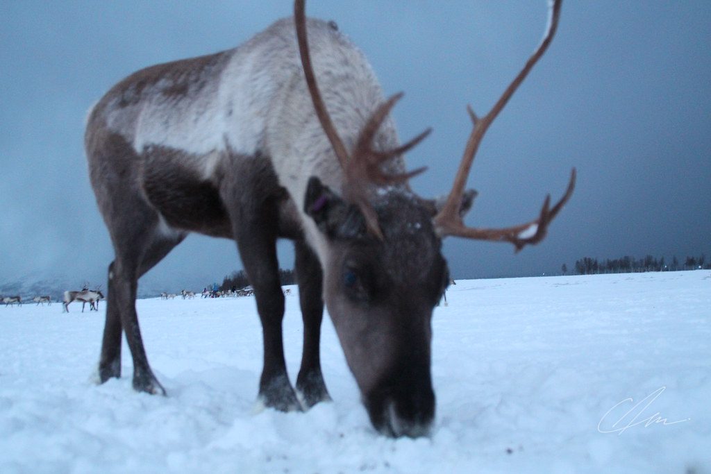 Lapland 033