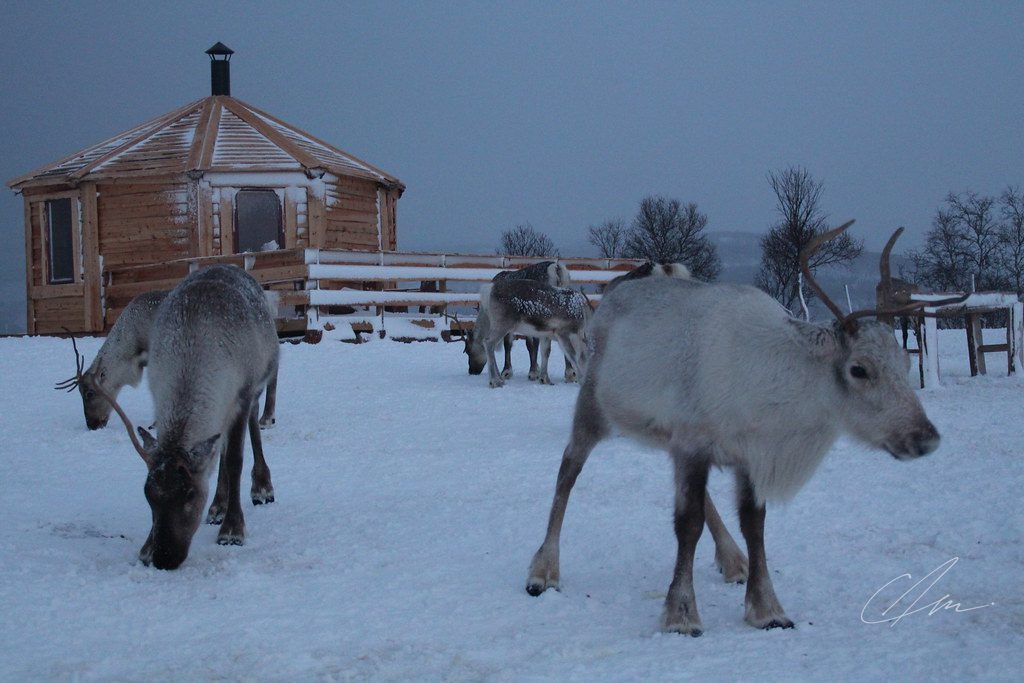Lapland 034