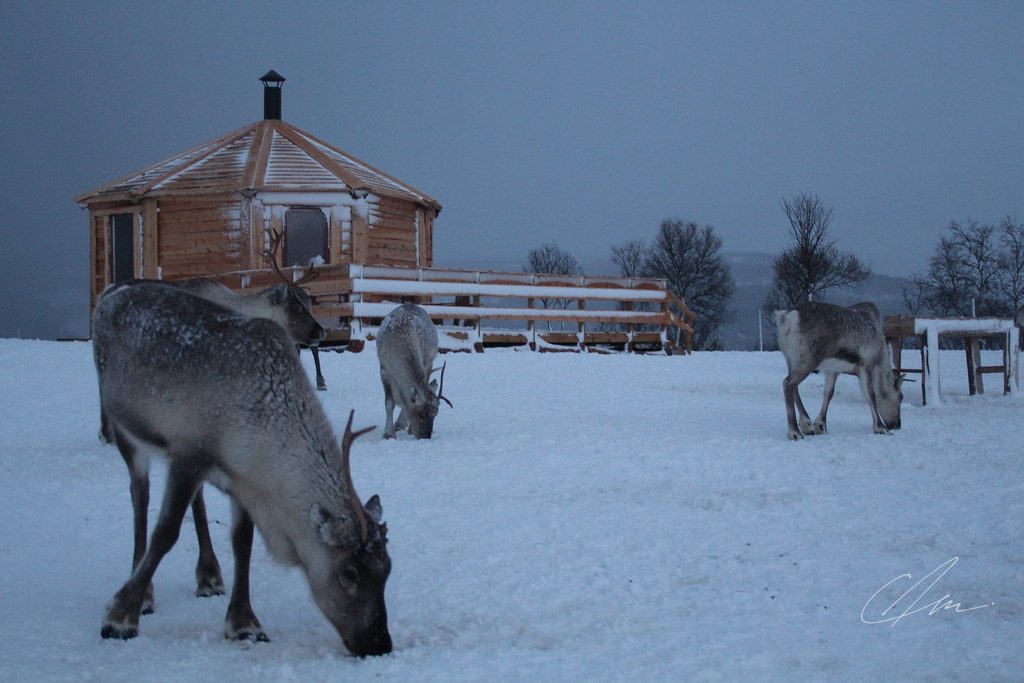 Lapland 035