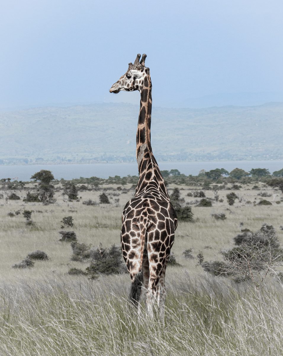 Uganda 007