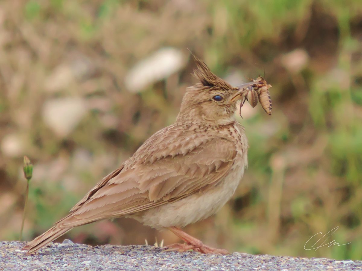 Wildlife 001