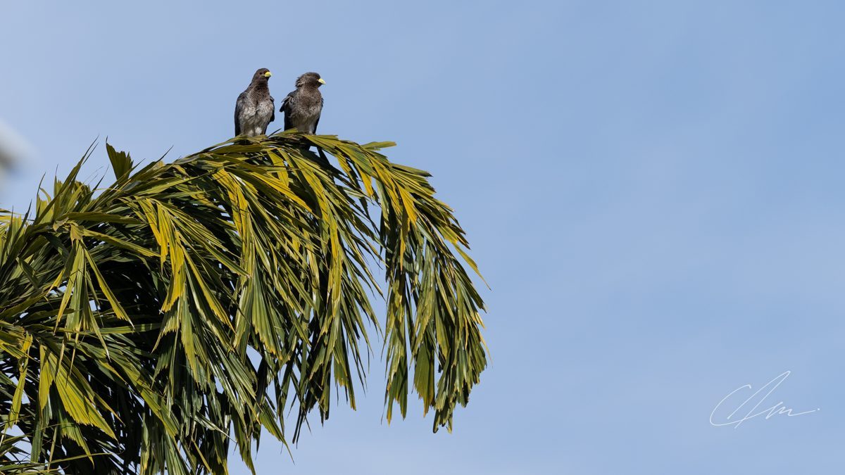 Wildlife 002