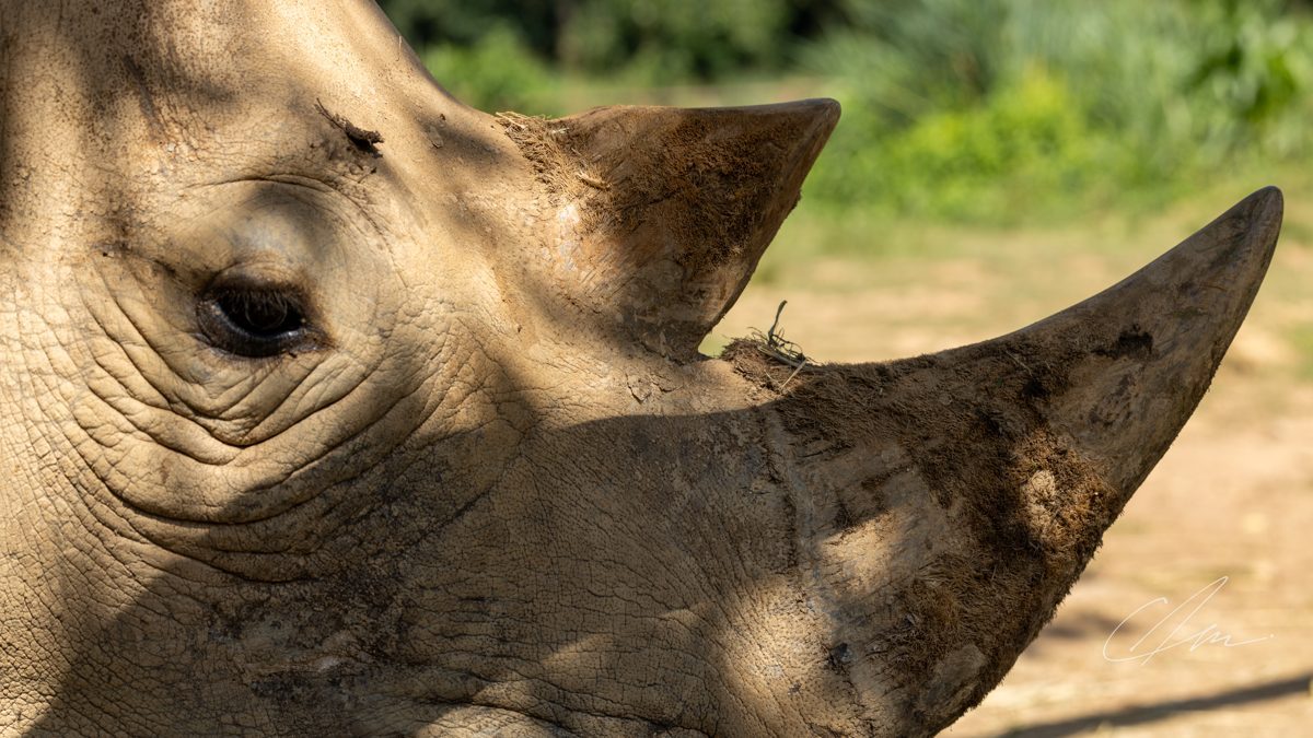 Wildlife 004