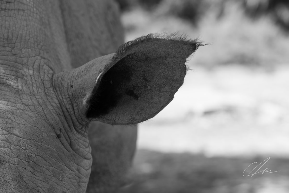Wildlife 005