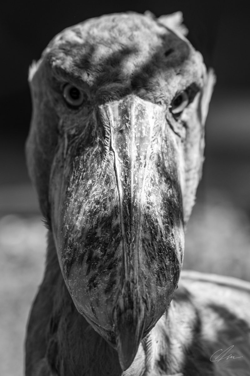 Wildlife 006