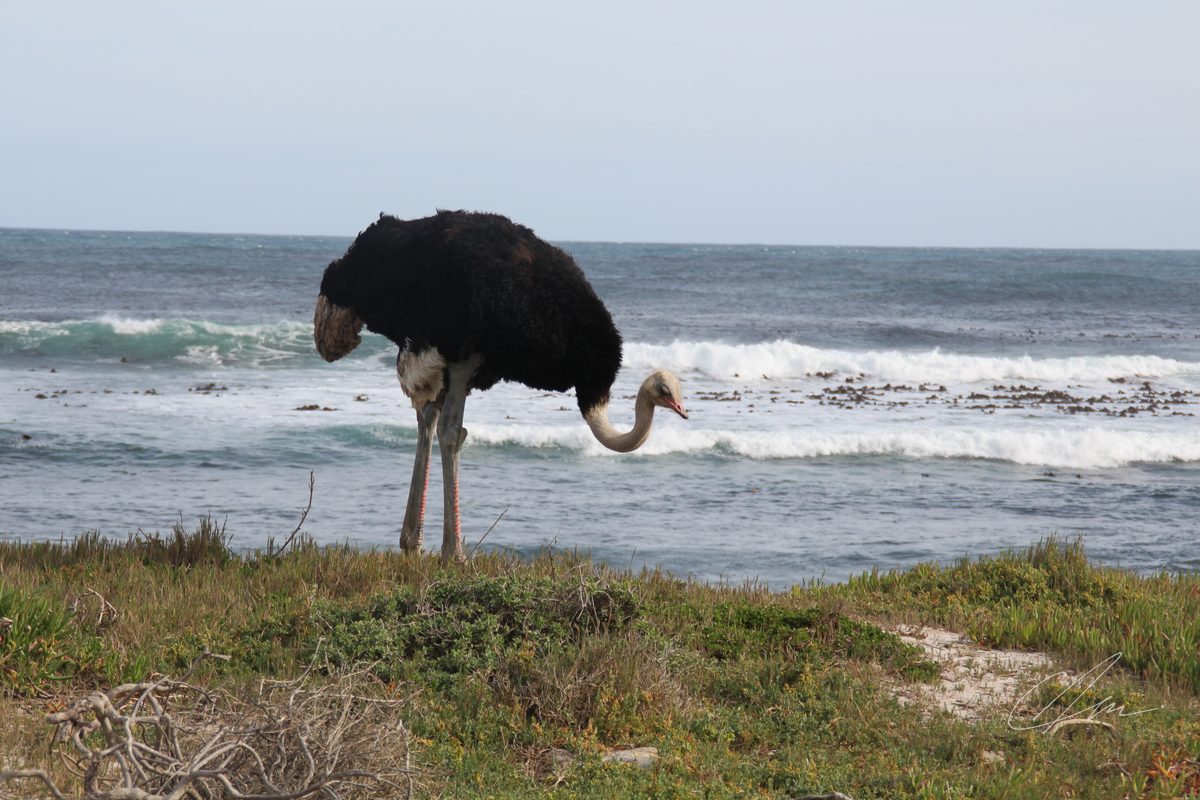 Wildlife 008