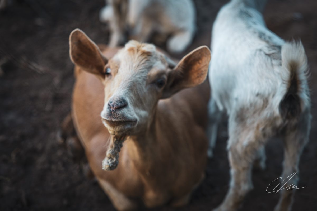 Wildlife 013